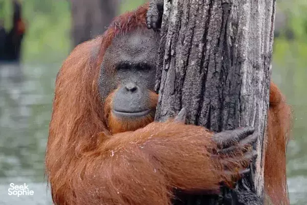 4D3N Tanjung Puting River Safari | Visit an Orangutan NGO