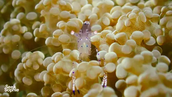Close-up of a tiny marine creature among bubble coral during macro diving on a Semporna reef ecosystem
