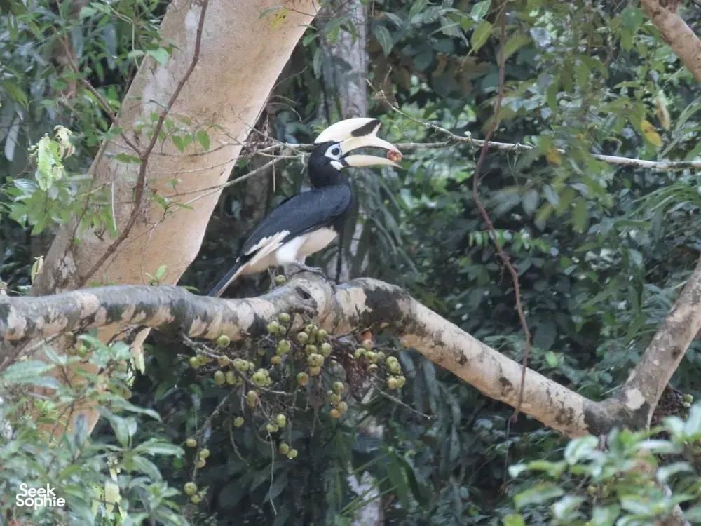 Seek Sophie option picture