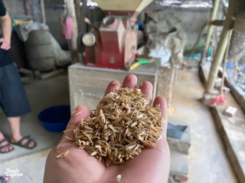 Hand holding dried brownish okara bits in the foreground, with a red soybean press in a Hanoi workshop