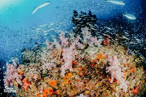 斯米兰群岛双潜体验 | 从考拉出发 | 舒适潜水船 & 经验丰富团队