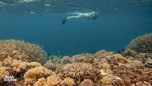 Private Gili Kondo Snorkelling Trip: Mangrove Wonders, Crystal-Clear Waters & Serene Escapes!
