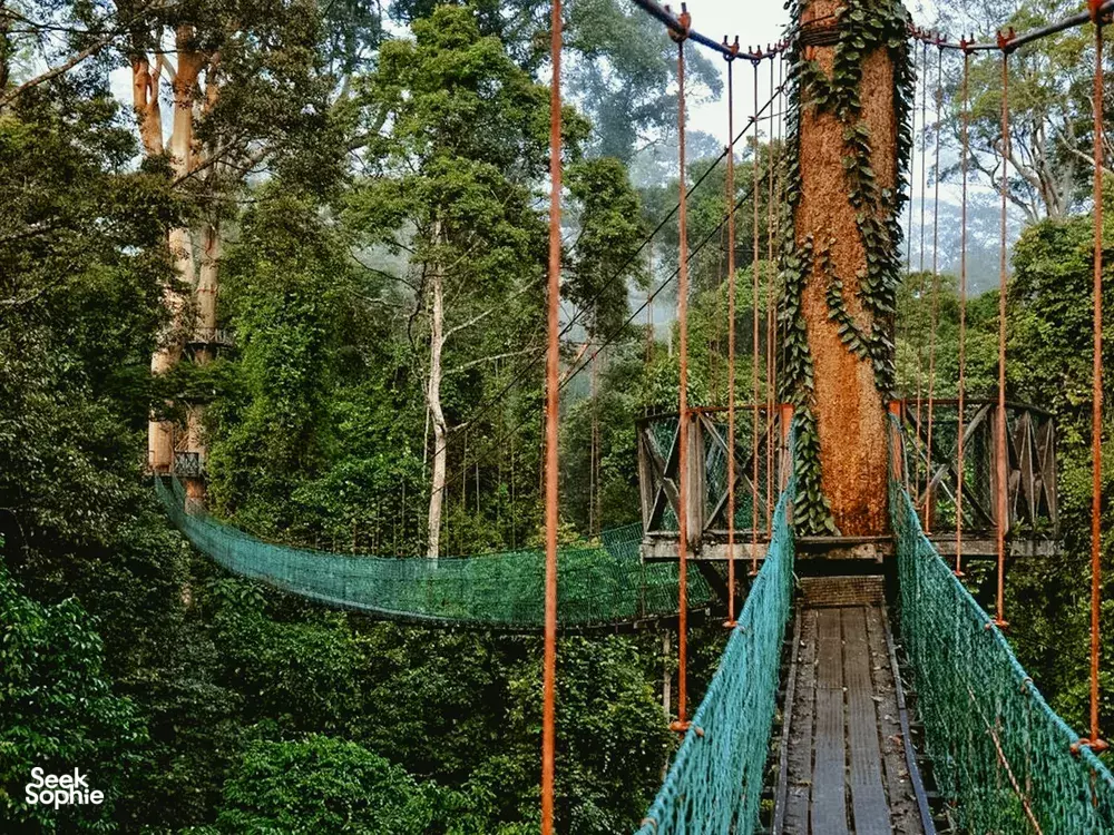 Seek Sophie option picture