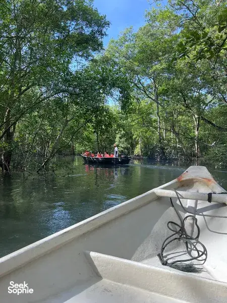 View from a boat along mangrove waterways in Johor Bahru, with trees arching overhead during a private coastal tour