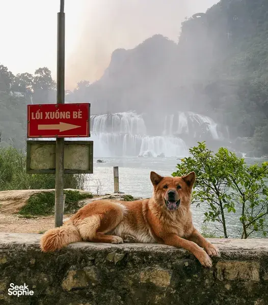 Dog lying on a stone wall by a waterfall viewing spot in Cao Bang, with a red direction sign in the mist