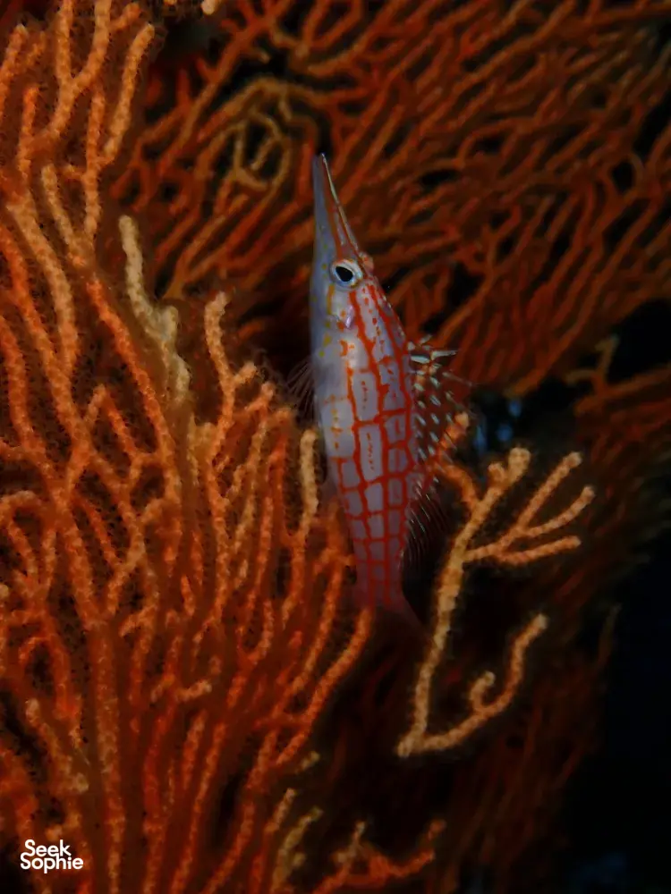 Seek Sophie option picture