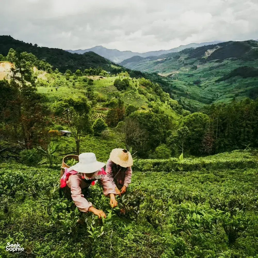 Xishuangbanna: Ancient Pu'er forests