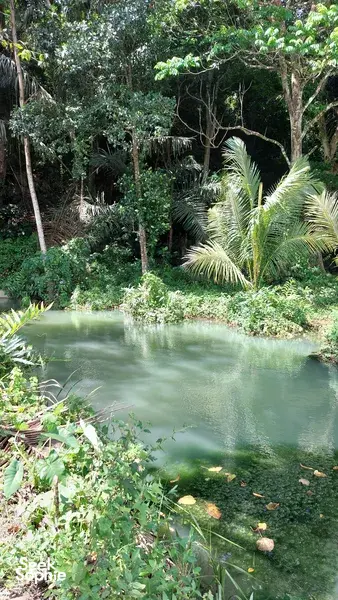 Air hijau yang tenang berliku di celah hutan bakau tebal dan pepohon palma, persinggahan alam yang damai dalam perjalanan di Labuan Bajo
