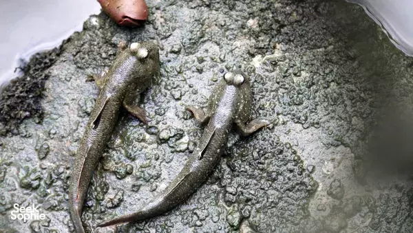 Mangrove Exploration @ Pasir Ris or Sungei Buloh (Age: 2+)