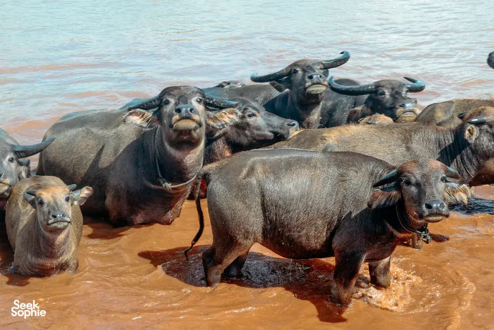 Seek Sophie option picture