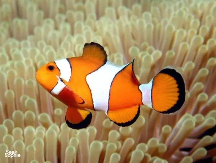 Seek Sophie option picture