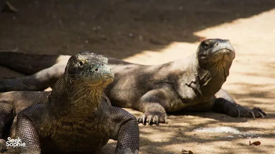 Seek Sophie option picture