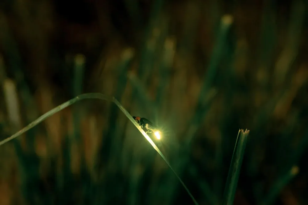 Fireflies only thrive in clean air, water and soil.