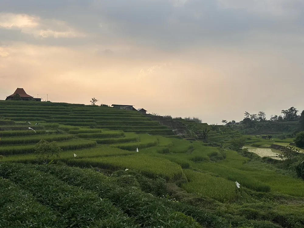 Paddy fields that reminds us of Ubud, but much quieter