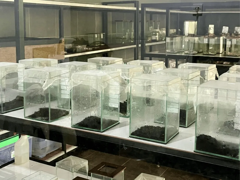 Growing firefly larvae in glass jars - it takes close to 2 years to grow them from egg to adult!