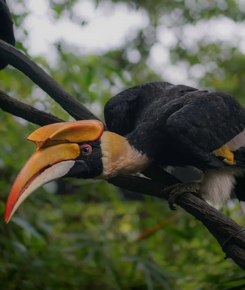 Discover Langkawi's birdlife with a bird expert