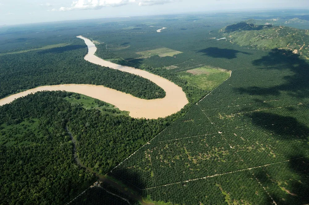 Ladang kelapa sawit (kanan) yang bersempadan dengan Lower Kinabatangan Wildlife Sanctuary