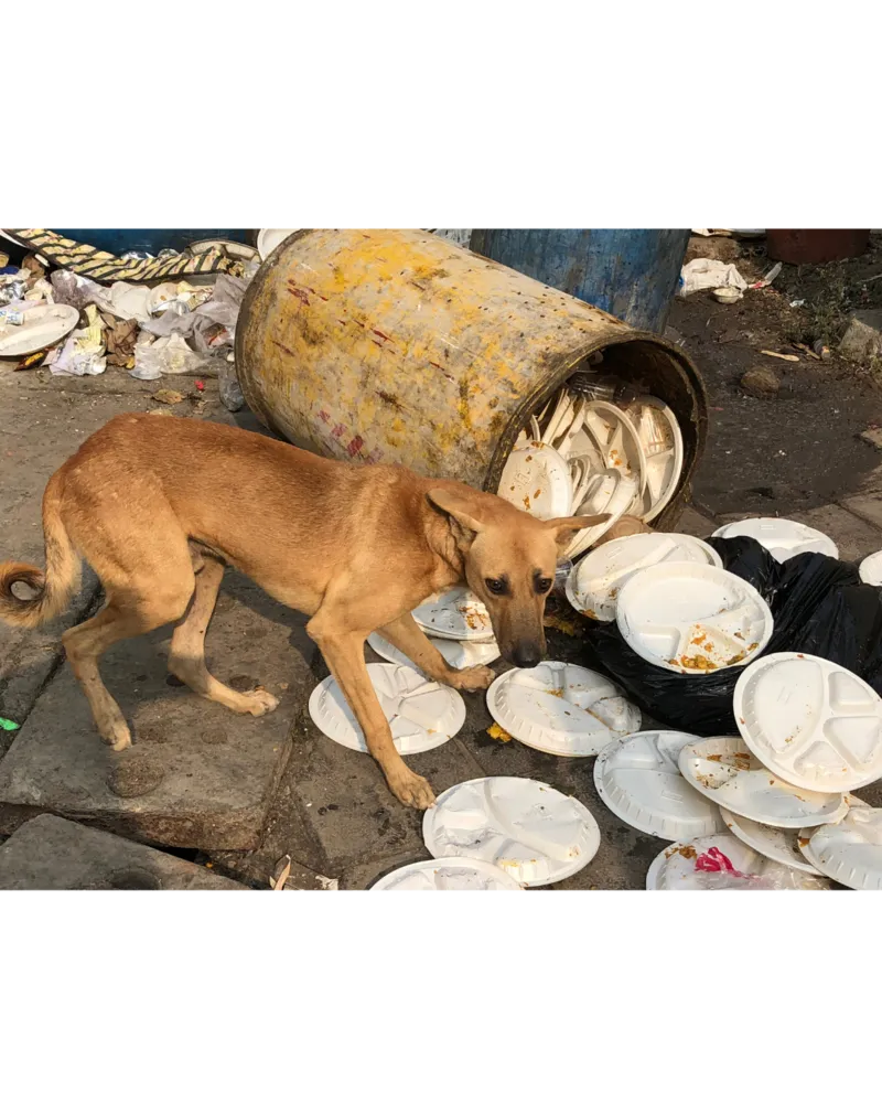 Dogs scavenging through bins.