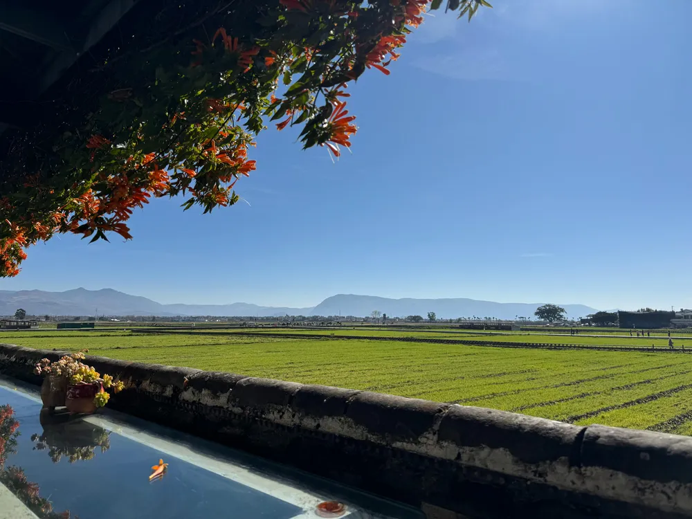 Green farmland and a calm body of water in the distance, seen from a shaded terrace with flowering branches overhead