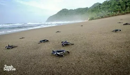 Sea turtles crawling across a sandy beach near the shoreline, with waves and headlands in the background