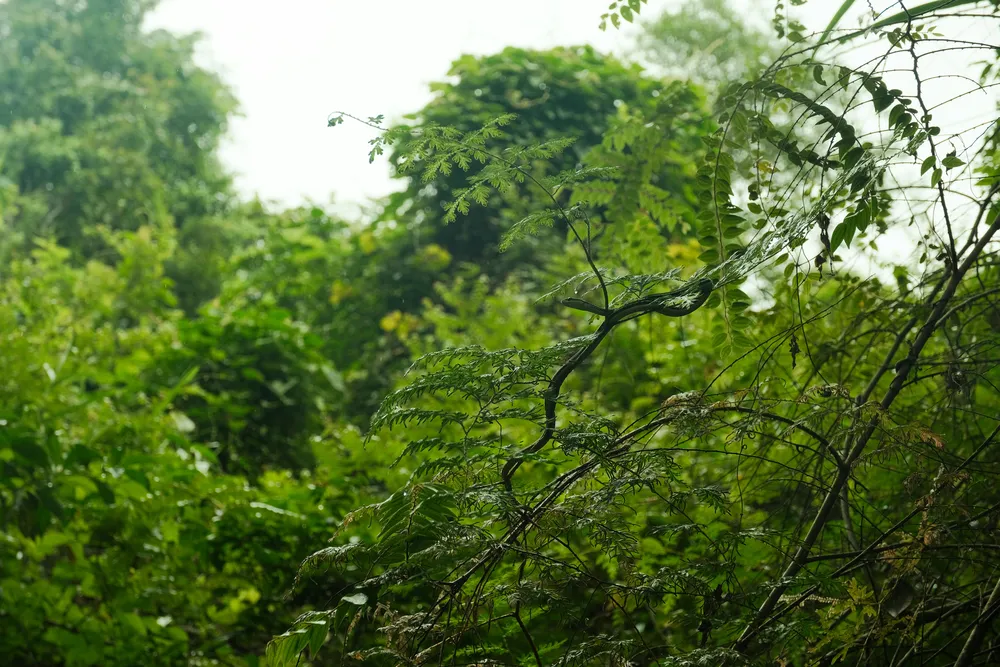 Spot the snake in the tree!