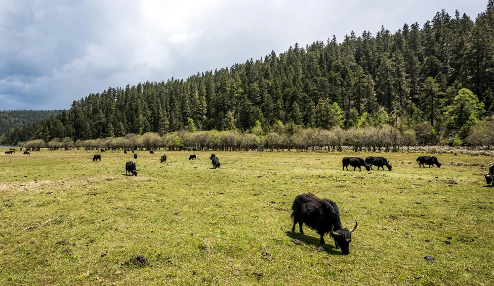 Black cattle graze on a wide green meadow near a treeline of tall pines under an overcast sky in the valley