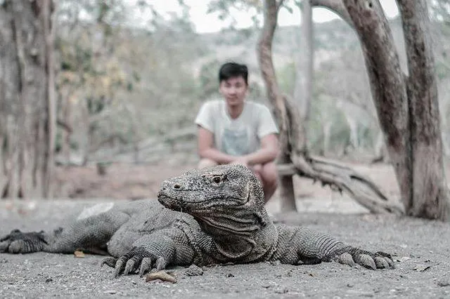 Komodo berukuran besar lebih sulit ditemukan saat musim kawin
