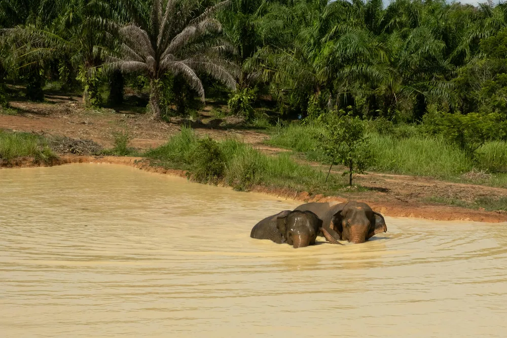 Moon and Marigold love bathing together
