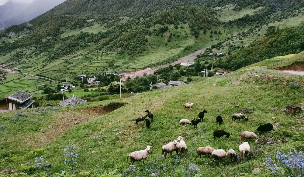 Mountain valley hillside pasture with a flock of sheep grazing in lush green grass, with scattered houses and trails below