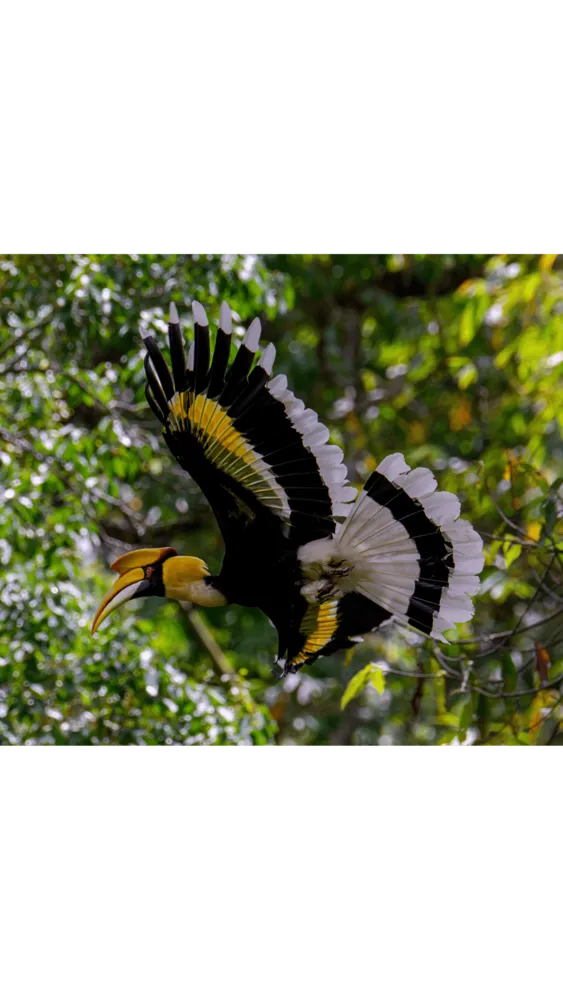 Burung hitam dengan kilasan putih pada sayap dan paruh jingga, sedang terbang, dibingkaikan oleh dedaunan tropika hijau