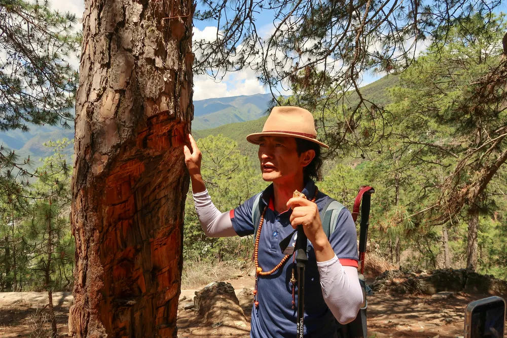 Smiling trekker in a hat examining a tree trunk on a forest trail, with green hills and distant mountains under blue sky