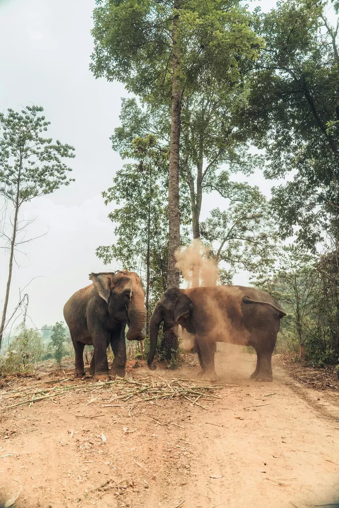 Chang Chill, Chiang Mai