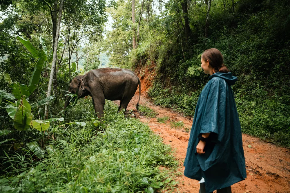 Elephant Eco Trails, Chiang Mai