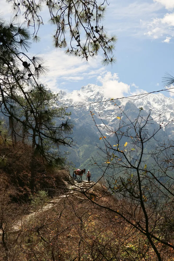 Distant hikers on a narrow mountain path below pine branches, with two pack animals on the trail and high clouded peaks