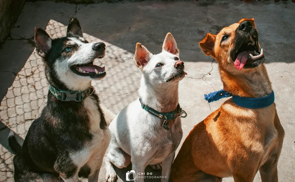 She rescued so many dogs, she had to open a proper shelter!