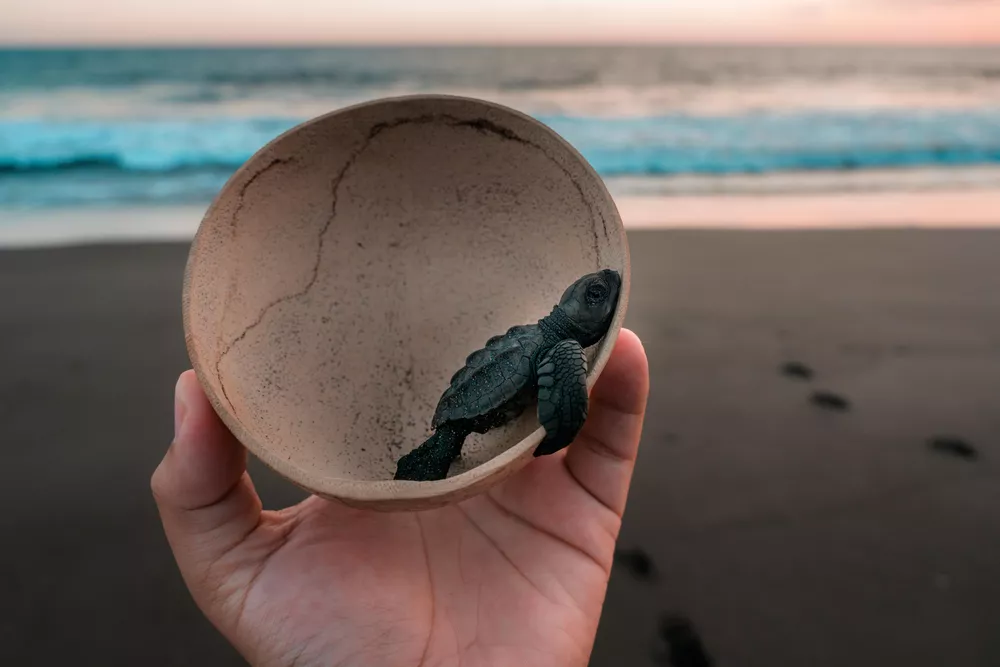 拯救巴厘岛海龟