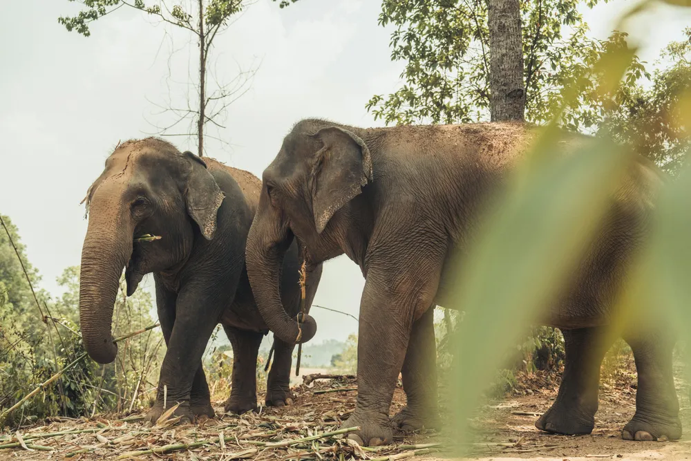 Look for experiences that let you see elephants as wild as possible!