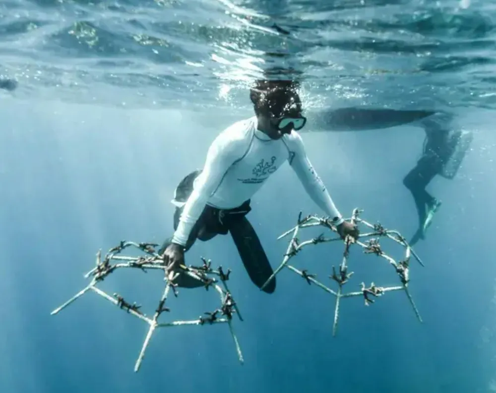 Restore the coral reef to help conservation of marine species habitats