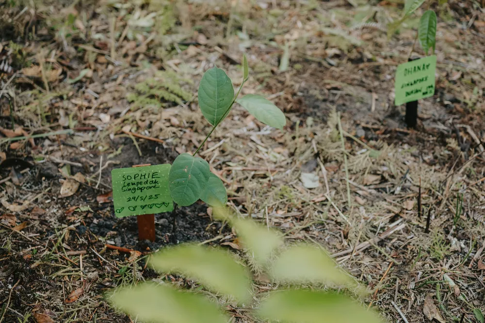 Plant a Tree