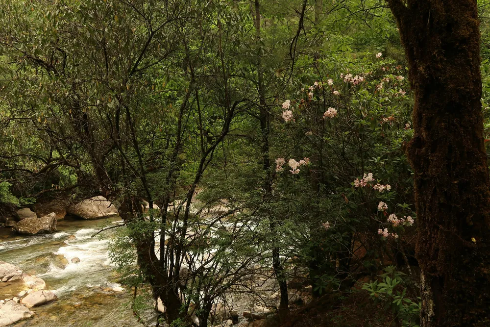 Green riverside forest with flowering shrubs and a flowing stream over rocks, shaded trees framing a natural trail