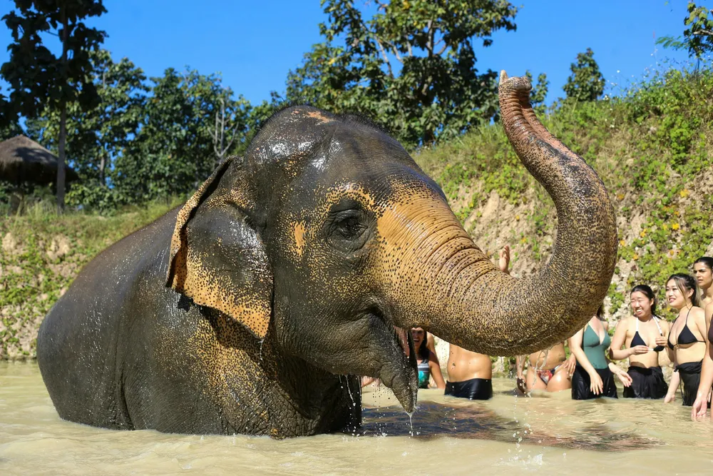 Bathing with elephants may seem harmless but it's not!