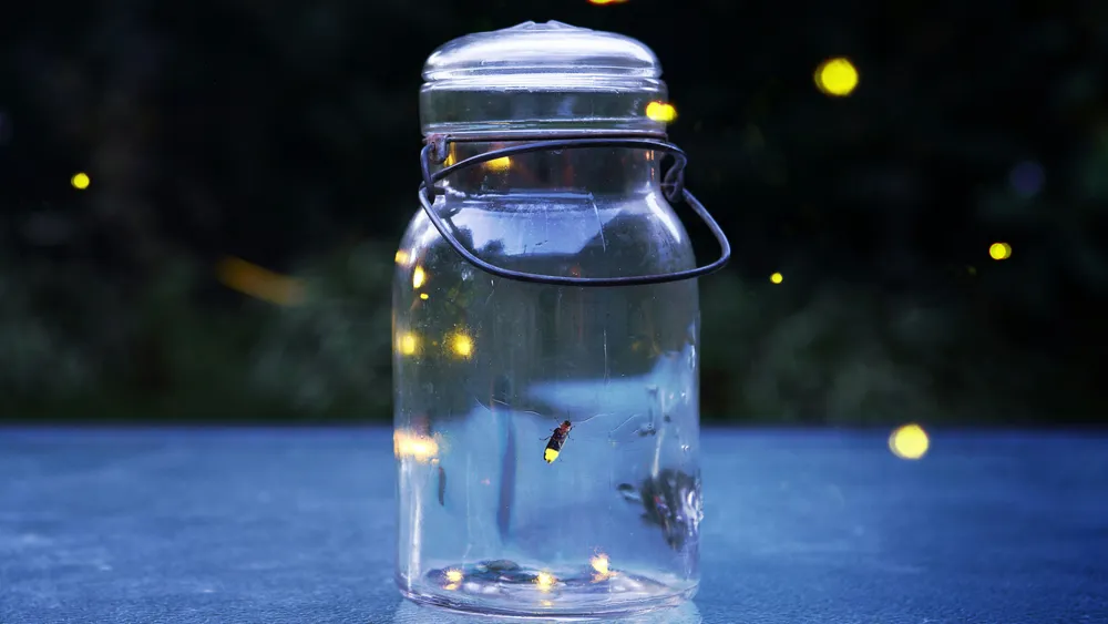 Wayan used to capture fireflies in a lantern - until he got scolded by his grandma!