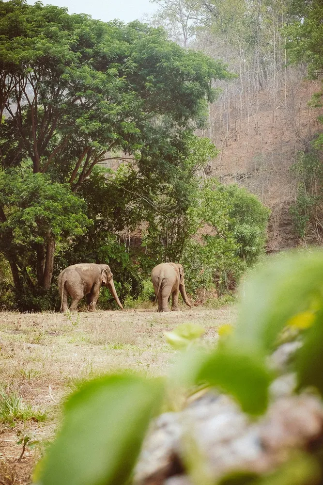 Elephant tourism is deeply complicated and there's no one-size-fits-all