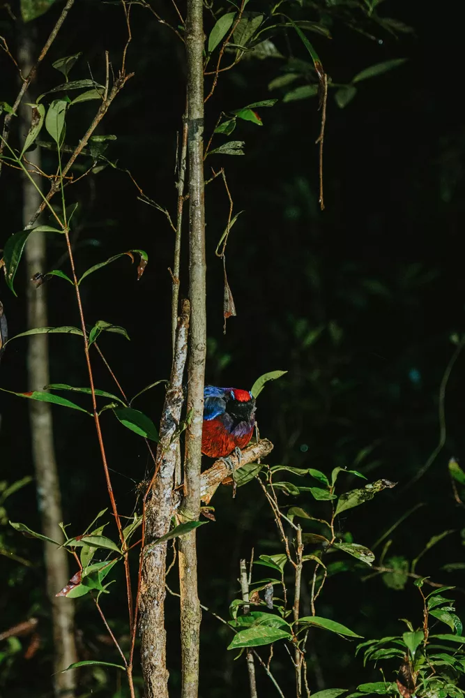 Enjoy a Night Jungle Walk