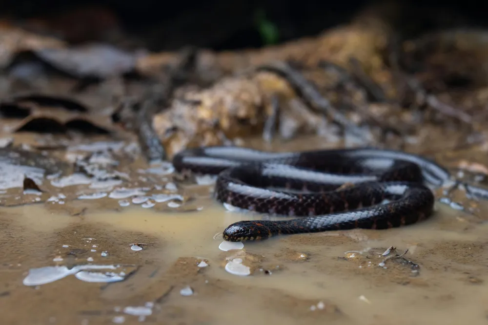 Meet the elusive Selangor mud snake!