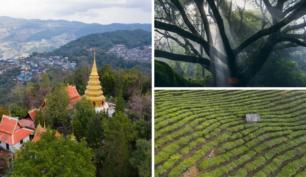 Come to Xishuangbanna for ancient tea forests and a different side of Yunnan that feels closer to Southeast Asia.