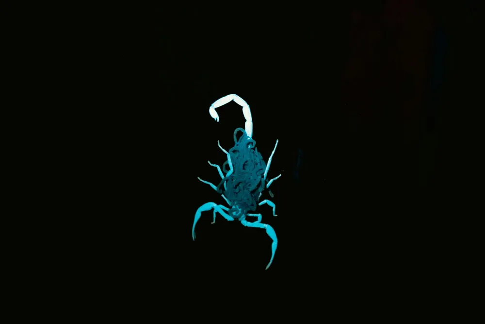A glowing scorpion seen on a night walk with Dennis!