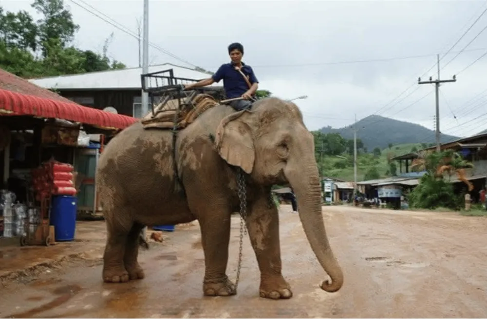 Mae Kam, still chained and ridden before retiring to BEES.