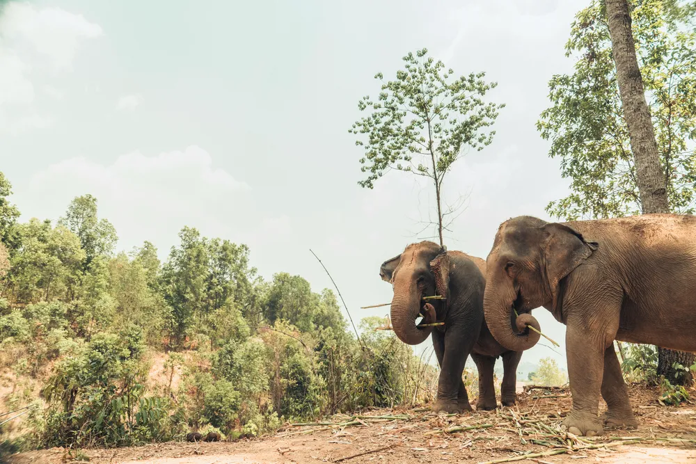 Three retired elephants roam freely here.