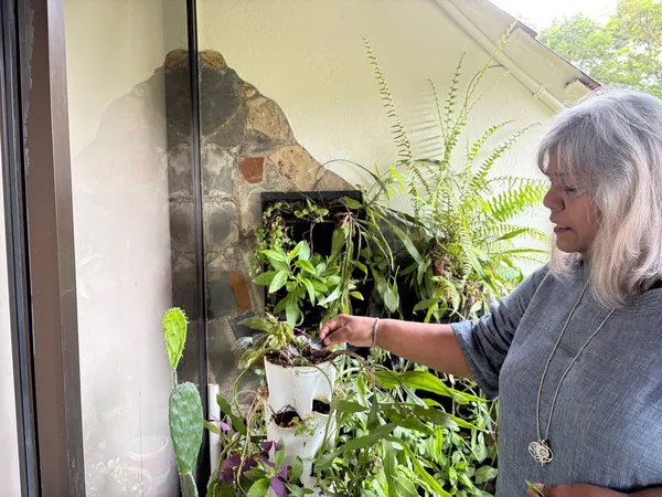 Seorang peserta yang lebih berusia menghulurkan tangan ke arah herba berpasu dan daun yang boleh dimakan di taman balkoni semasa menyediakan roti dan pencicah di Singapura